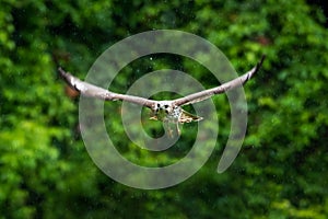 A young Broad-winged Hawk, Buteo platypterus, in flight in the rain