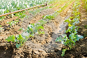 Young broccoli growing in the field. fresh organic vegetables agriculture farming. farmland