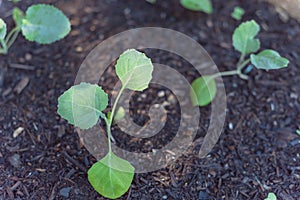 Young broccoli leaves with water drops growing on organic kitchen garden