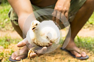 Young broiler chicken or Chicken in the hands of farmers in animal welfare farm