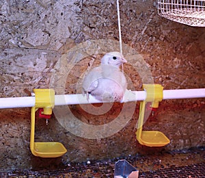 Young broiler chicken is heated by an infrared lamp