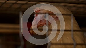 A young broiler chicken looks through the net of the enclosure at the poultry farm, breeding broiler chicks, close-up