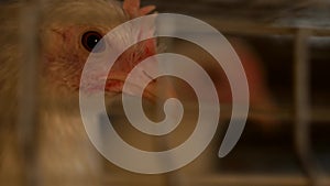 A young broiler chicken looks through the net of the enclosure at the poultry farm, breeding broiler chicks, close-up