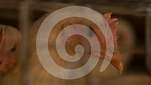 A young broiler chicken looks through the net of the enclosure at the poultry farm, breeding broiler chicks, close-up