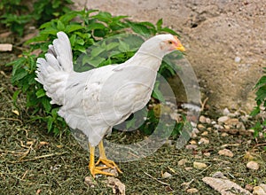 Young broiler chicken in the poultry yard