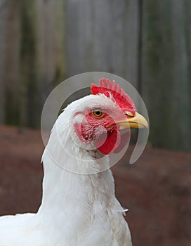 Mladý brojler v hydina 