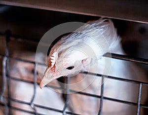 A young broiler chicken sits in an open-air cage on a poultry farm, close-up