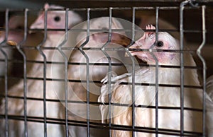 Young broiler chickens sitting in a cage on a chicken farm, close-up, young animals