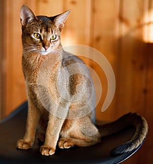 Young brown Abyssinian cat photo