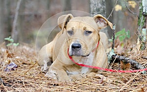 Young brown American Pitbull Terrier Boxer mixed breed dog laying down