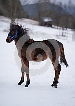 Young brown Arabian horse foal standing on snow covered landscape, thick fur due to cold weather