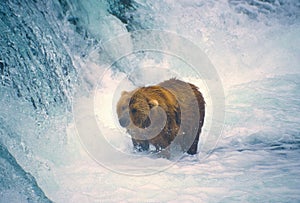 Young Brown Bear at the Base of a Waterfall