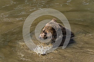 Young brown bear bathing in the river