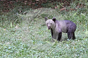 A young brown bear cub calling its mother
