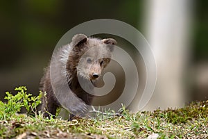 Young brown bear cub in the fores
