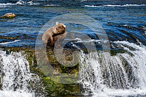 Young brown bear fishing for salmon on the lip of Brooks Falls, Katmai National Park, Alaska, USA