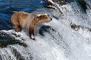 Young brown bear fishing for salmon on the lip of Brooks Falls, Katmai National Park, Alaska, USA