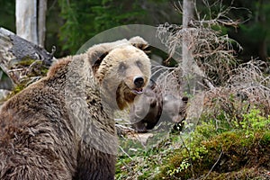 Young brown bear in the forest