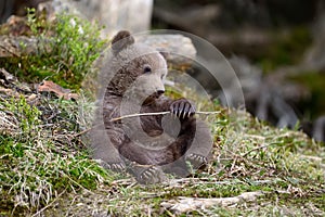 Young brown bear in the forest