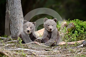 Young brown bear in the forest