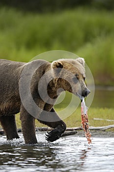 Young brown bear with salmon remains
