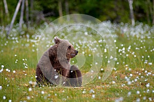 Young brown bear sitting in the middle of cottongrass flowers