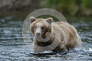 Young Brown bear standing in Brooks River