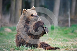 Young Brown bear (Ursus arctos) photo