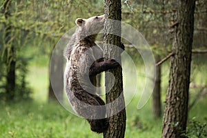 Young brown bear climbs a tree in summer forest with green blurred background