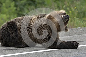 Young brown bear waving its head scaring mosquitoes. Blur, wild animal in motion