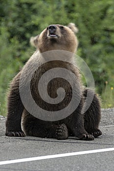 Young brown bear waving its head scaring mosquitoes. Blur, wild animal in motion