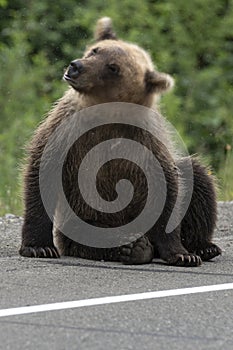 Young brown bear waving its head scaring mosquitoes. Blur, wild animal in motion
