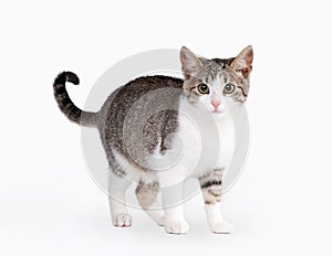 Young brown bicolor domestic cat