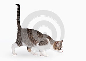 Young brown bicolor domestic cat