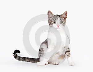 Young brown bicolor domestic cat