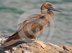 Young Brown Booby Bird
