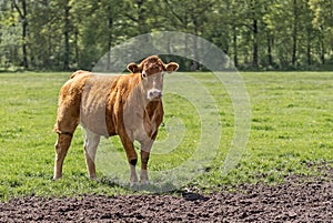 A young brown bull standing in a field surrounded by flies