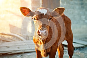 Young calf at an agricultural farm.