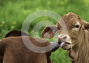 A young brown calf, cow, licking, sucking the horn of another cow, mother, affection
