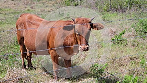 Young brown calf in a farm