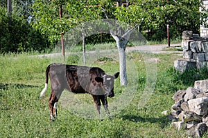 Young Brown Calf Grazing on Green Lawn: A Rural Landscape Encompassing Nature, Farming, and Livestock. Countryside with Vibrant