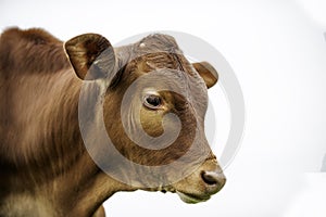 A young brown chesnut coloured calf, face only, looking at camera, against white background, isolated, with copy spaceyoung calf a