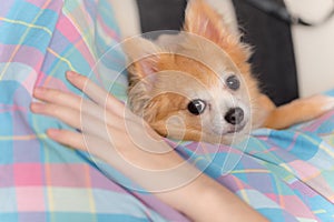 Young brown chihuahua puppy dog relaxing on woman body part