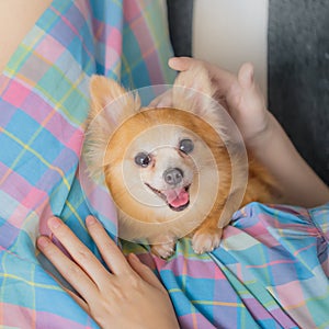 Young brown chihuahua puppy dog relaxing on woman body part