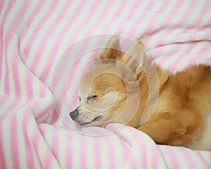 Young brown chihuahua puppy dog sleeping on soft pink blanket