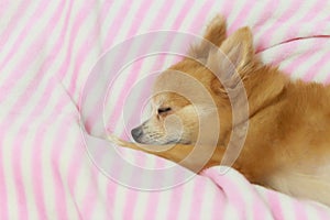 Young brown chihuahua puppy dog sleeping on soft pink blanket