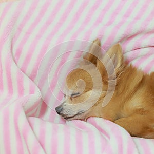 Young brown chihuahua puppy dog sleeping on soft pink blanket