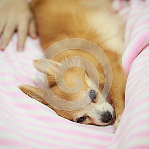 Young brown chihuahua puppy dog sleeping on soft pink blanket