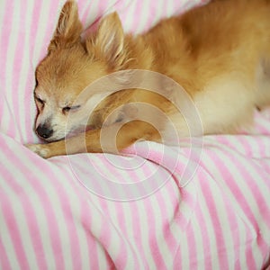 Young brown chihuahua puppy dog sleeping on soft pink blanket