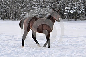 Young brown colored horse with snip on its nose walking around
